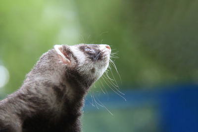 Close-up of an animal looking away