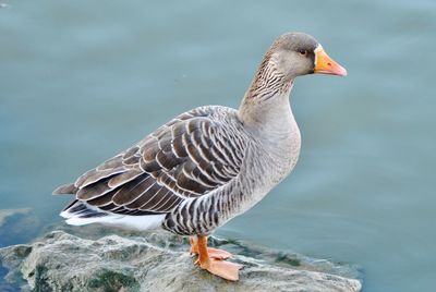 Close-up of duck