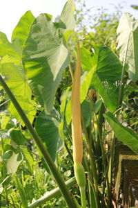 Close-up of fresh green plant in field