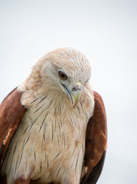 Close-up of a bird against white background