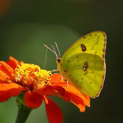 Close-up of butterfly pollinating on flower