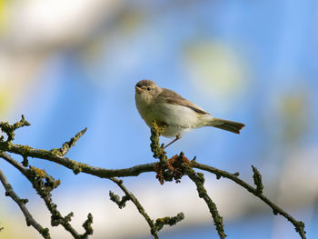 Low angle view of bird perching on branch