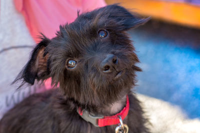 Close-up portrait of a dog