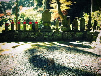 Shadow of trees on ground