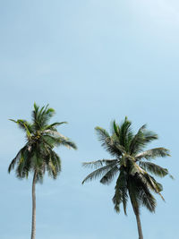 Low angle view of palm tree against clear sky