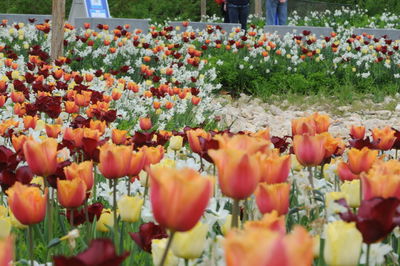 Close-up of multi colored tulips