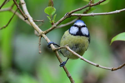 Bluetit perched on a branch 