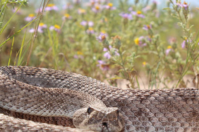 Close-up of lizard on land