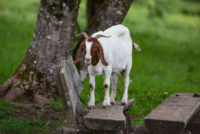 Horse standing on tree trunk