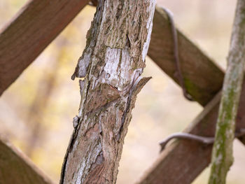 Close-up of tree trunk