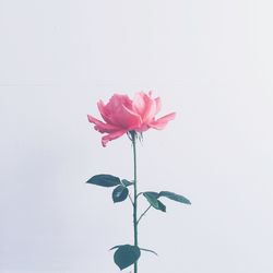 Close-up of pink flower against white background