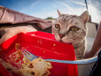 Close-up of british shorthair cat feeding on food