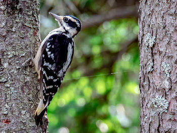 woodpecker