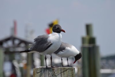 Close-up of black-headed gulls on wooden post