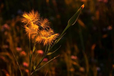 Close-up of flowering plant on field