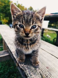 Close-up portrait of a cat