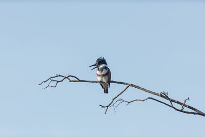 Low angle view of bird perching on branch against clear sky