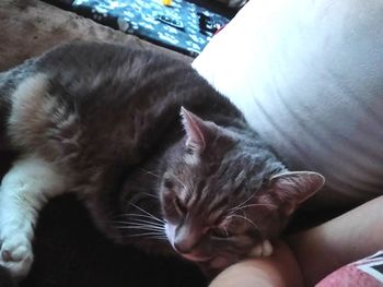 Close-up of cat sleeping on bed