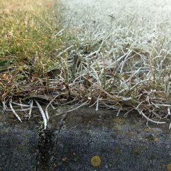 High angle view of grass on field