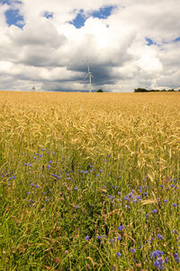 Scenic view of agricultural field against sky