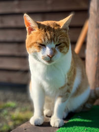 Close-up of a cat looking away
