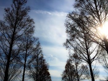 Low angle view of trees against sky