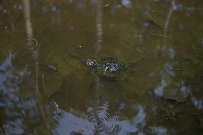 High angle view of duck swimming in lake