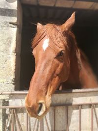 Close-up of a horse in stable