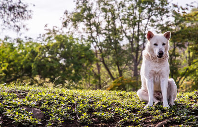 Portrait of dog on field