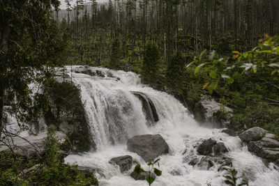 Scenic view of waterfall in forest