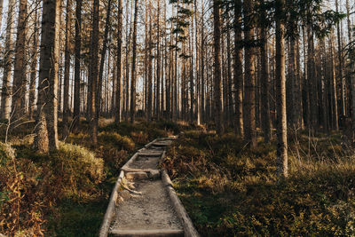 Road amidst trees in forest