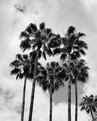 Black and white group of palms on fluffy clouds. palm silhouette on dramatic sky. moody photo 