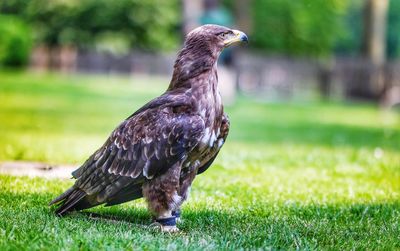 Bird perching on a field