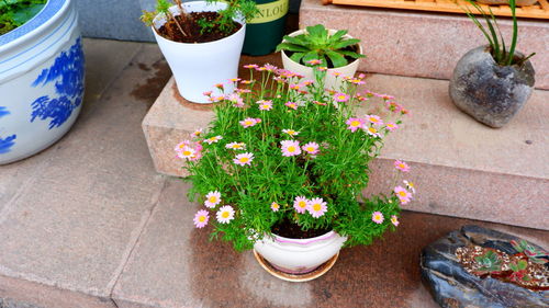 High angle view of potted plants in yard