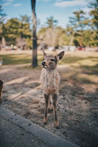 Portrait of an animal on field