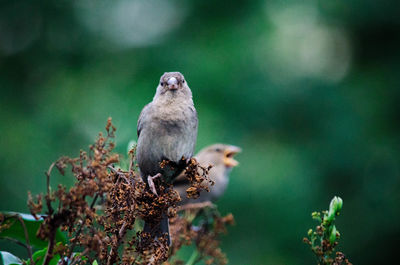 Close-up of bird perching on tree