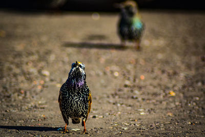 Close-up of a bird on the ground