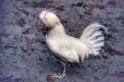 Close-up of bird