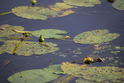 Lilies floating on water in river