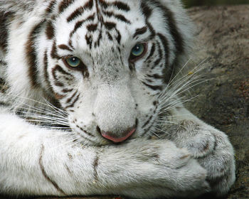 Close-up portrait of a cat