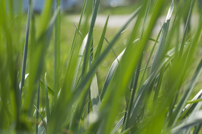 Close-up of grass growing on field