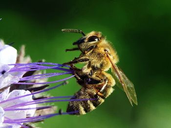 Close-up of bee pollinating on flower