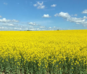 Scenic view of oilseed rape field against sky