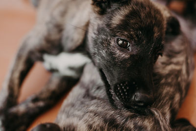 Close-up of dog looking away