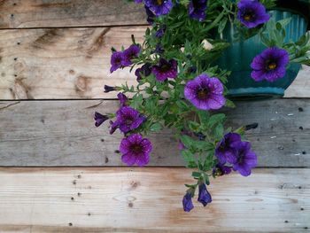 Purple flowers on wood