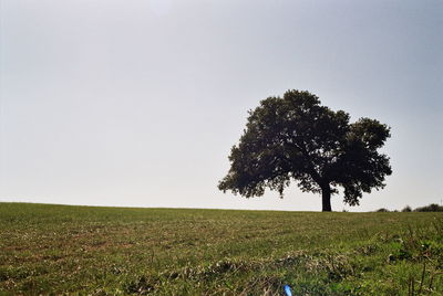 Tree on field against clear sky