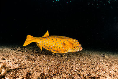 Close-up of yellow fish underwater