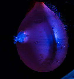 Close-up of jellyfish in water