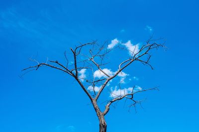 Low angle view of bare tree against blue sky