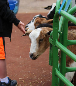 Cropped image of child feeding goats at farm